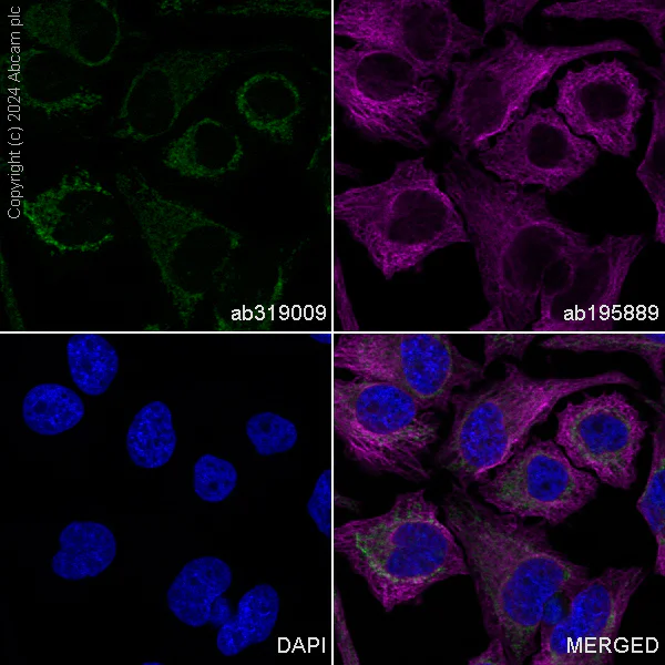 Immunocytochemistry/ Immunofluorescence - Alexa Fluor® 488 Anti-NDUFB8 antibody [EPR15961] (AB319009)