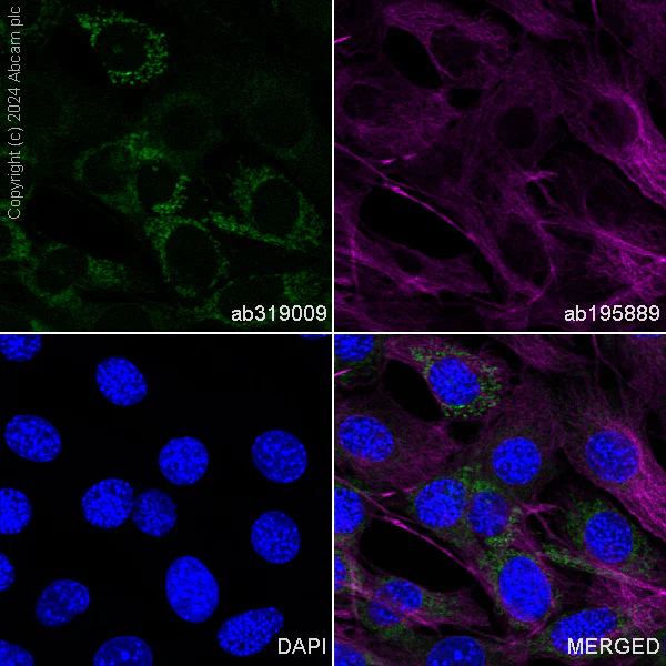 Immunocytochemistry/ Immunofluorescence - Alexa Fluor® 488 Anti-NDUFB8 antibody [EPR15961] (AB319009)