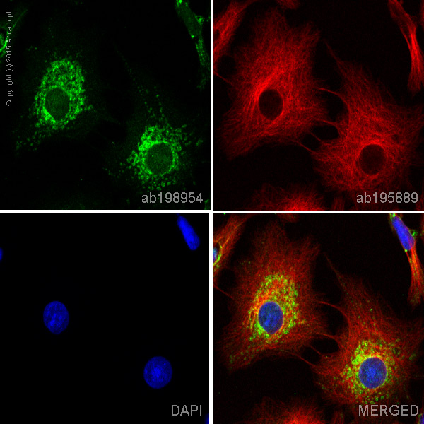 Immunocytochemistry/ Immunofluorescence - Alexa Fluor® 488 Anti-Ndufs1 antibody [EPR11521(B)] (AB198954), expandable thumbnail