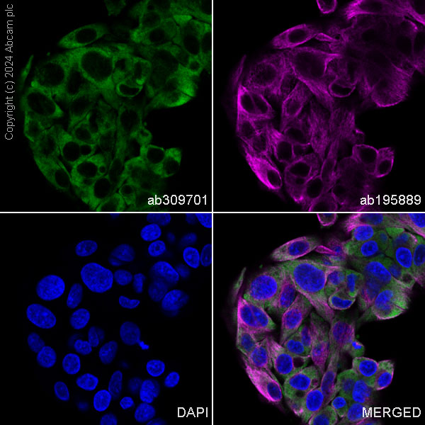 Immunocytochemistry/ Immunofluorescence - Alexa Fluor® 488 Anti-Ndufs4 antibody [EP7832] (AB309701), expandable thumbnail
