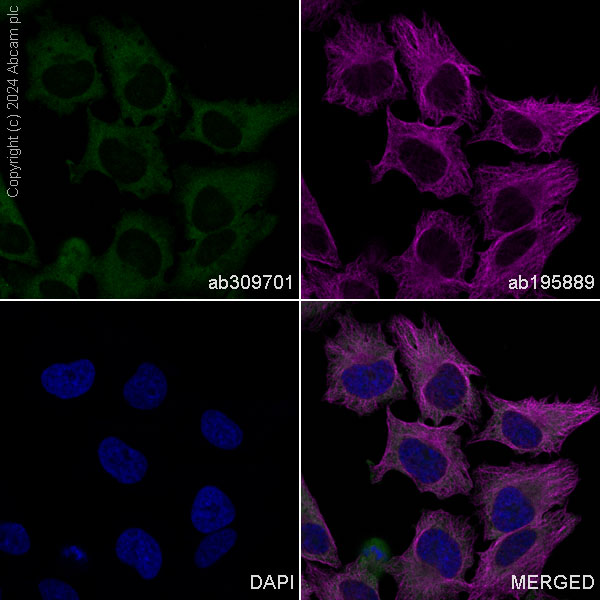 Immunocytochemistry/ Immunofluorescence - Alexa Fluor® 488 Anti-Ndufs4 antibody [EP7832] (AB309701), expandable thumbnail
