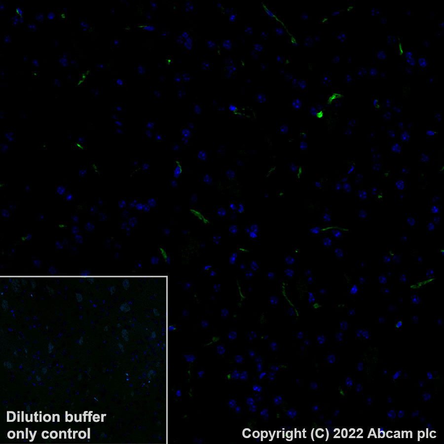 Immunohistochemistry (Formalin/PFA-fixed paraffin-embedded sections) - Alexa Fluor® 488 Anti-Nestin antibody [EPR22023] - Neural Stem Cell Marker (AB307131), expandable thumbnail