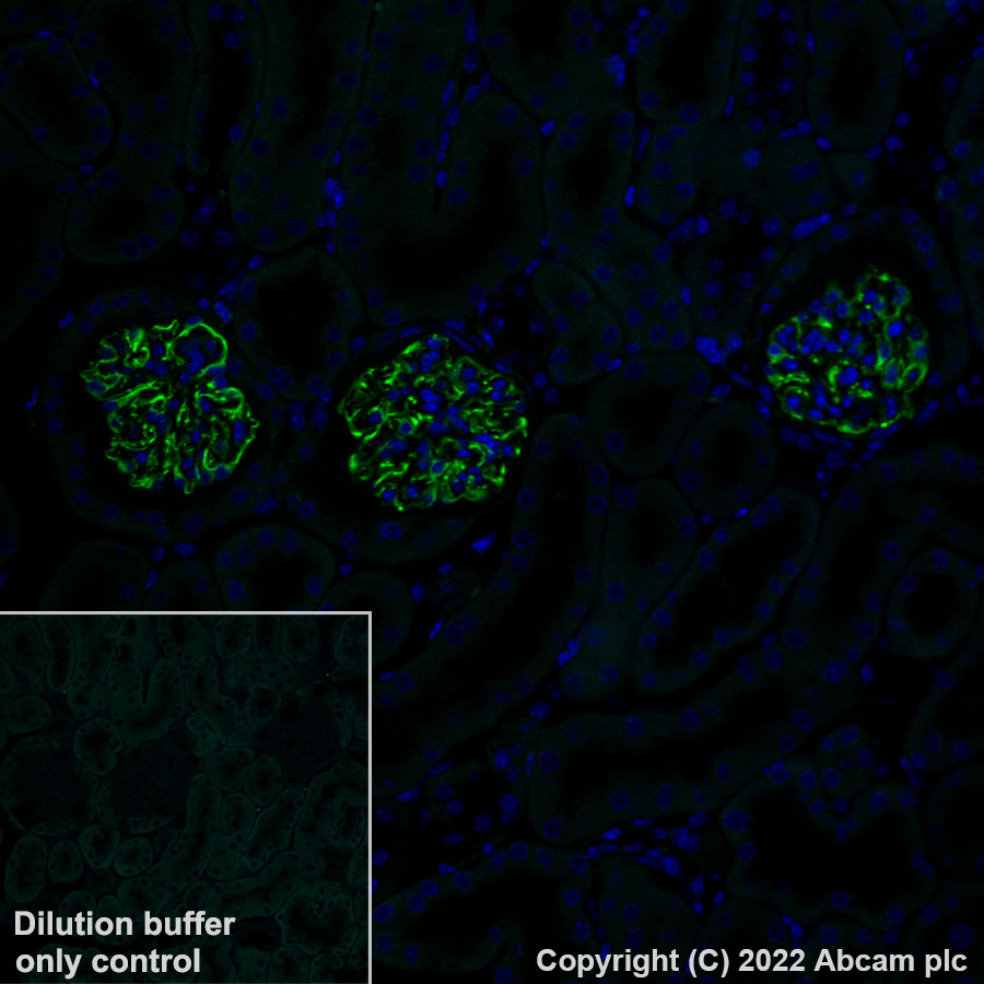 Immunohistochemistry (Formalin/PFA-fixed paraffin-embedded sections) - Alexa Fluor® 488 Anti-Nestin antibody [EPR22023] - Neural Stem Cell Marker (AB307131), expandable thumbnail