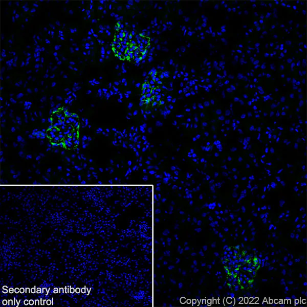 Immunohistochemistry (Frozen sections) - Alexa Fluor® 488 Anti-Nestin antibody [EPR22023] - Neural Stem Cell Marker (AB307131)