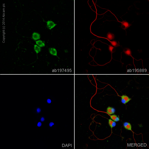 Immunocytochemistry/ Immunofluorescence - Alexa Fluor® 488 Anti-Nestin antibody [rat-401] (AB197495), expandable thumbnail