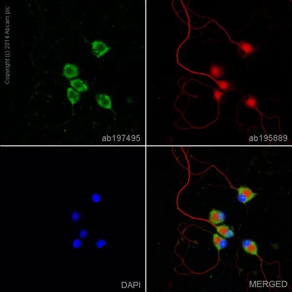 Immunocytochemistry/ Immunofluorescence - Alexa Fluor® 488 Anti-Nestin antibody [Rat-401] (AB197495)