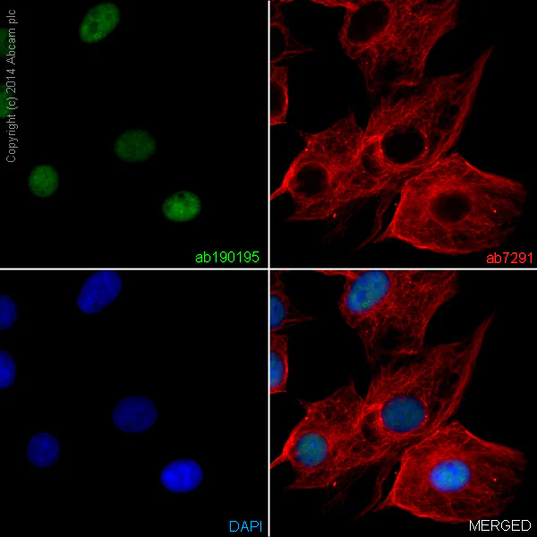 Alexa Fluor® 488 Anti-NeuN antibody [EPR12763] (ab190195) | Abcam