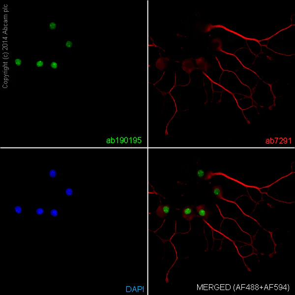 Alexa Fluor® 488 Anti-NeuN 抗体 [EPR12763] - Neuronal Marker