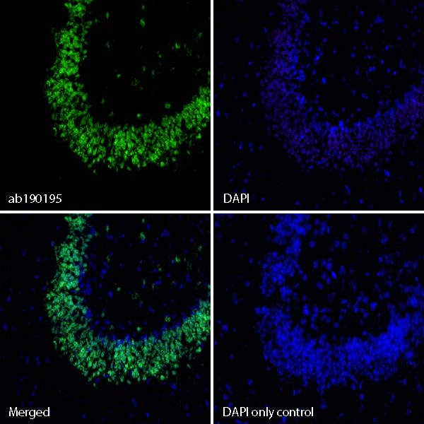 Immunohistochemistry (Frozen sections) - Alexa Fluor® 488 Anti-NeuN antibody [EPR12763] - Neuronal Marker (AB190195)
