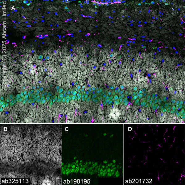 Immunohistochemistry (Frozen sections) - Alexa Fluor® 488 Anti-NeuN antibody [EPR12763] - Neuronal Marker (AB190195)