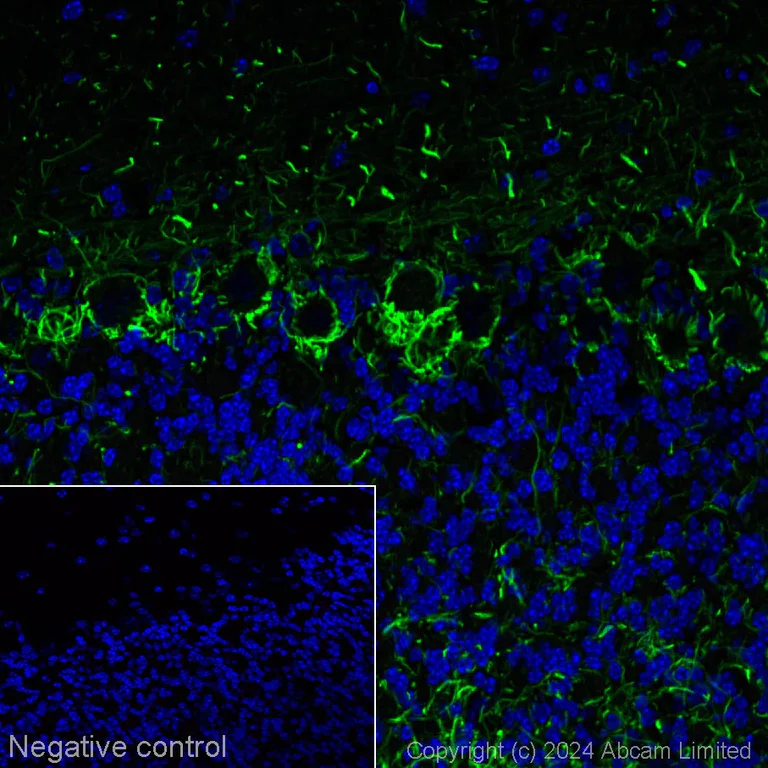 Immunohistochemistry (Frozen sections) - Alexa Fluor® 488 Anti-Neurofilament heavy polypeptide antibody [EPR20020] (AB322308)