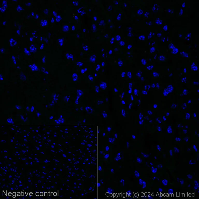 Immunohistochemistry (Frozen sections) - Alexa Fluor® 488 Anti-Neurofilament heavy polypeptide antibody [EPR20020] (AB322308)