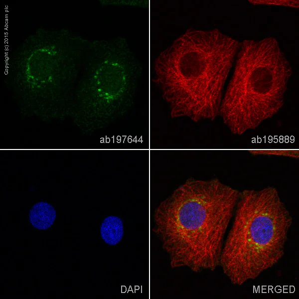 Immunocytochemistry/ Immunofluorescence - Alexa Fluor® 488 Anti-Neuropilin 1 antibody [EPR3113] (AB197644)