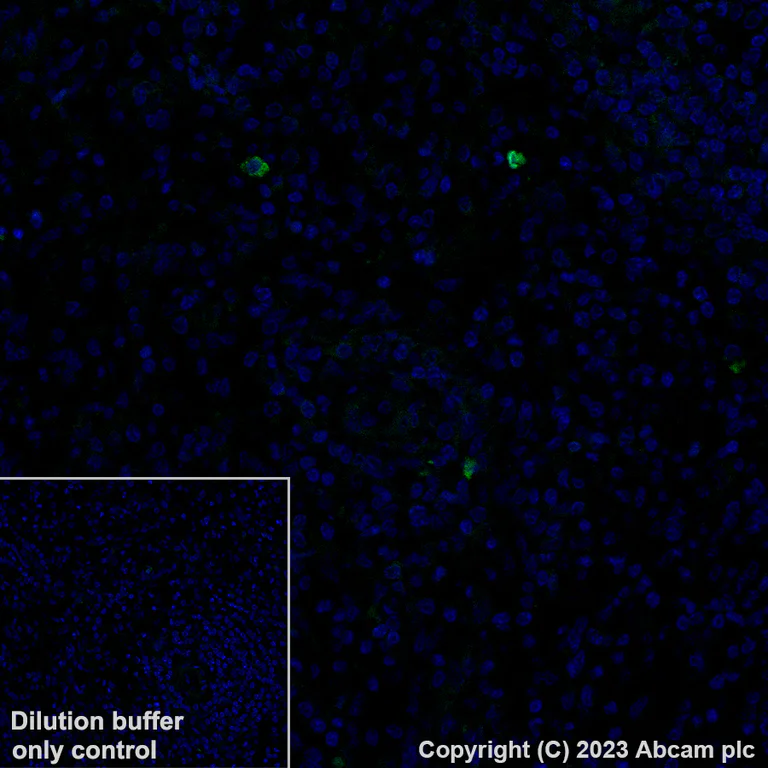 Immunohistochemistry (Formalin/PFA-fixed paraffin-embedded sections) - Alexa Fluor® 488 Anti-Neutrophil Elastase antibody [EPR7479] (AB317069)