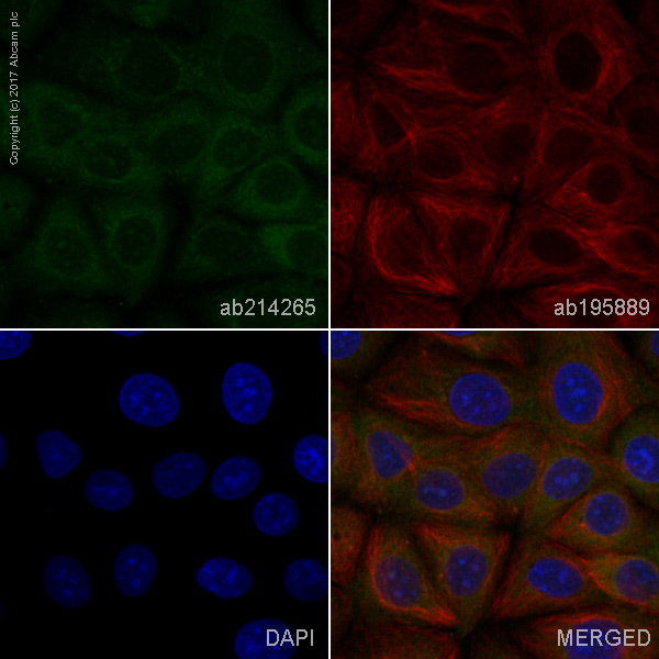 Immunocytochemistry/ Immunofluorescence - Alexa Fluor® 488 Anti-NFkB p100/NFKB2 antibody [EPR4686-66] (AB214265), expandable thumbnail