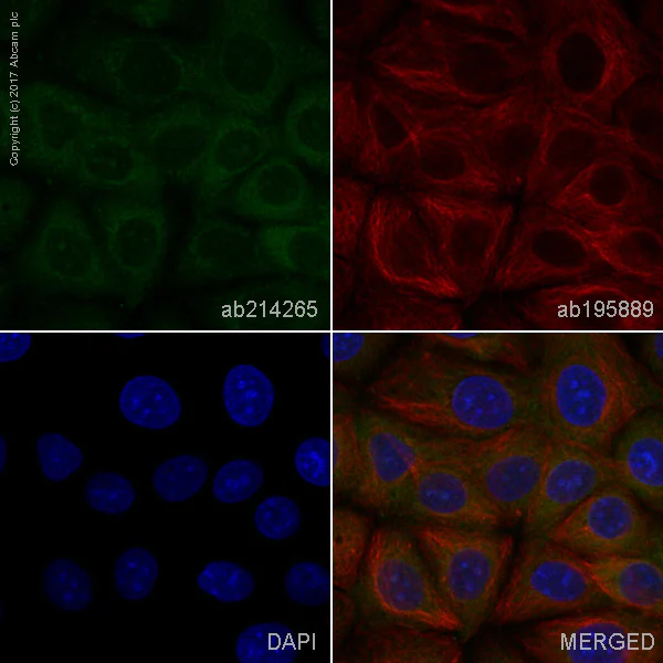 Immunocytochemistry/ Immunofluorescence - Alexa Fluor® 488 Anti-NFkB p100/NFKB2 antibody [EPR4686-66] (AB214265)
