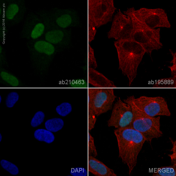 Immunocytochemistry/ Immunofluorescence - Alexa Fluor® 488 Anti-Nkx2.2 antibody [EPR14638] - N-terminal (AB210463)