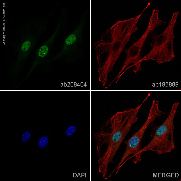 Immunocytochemistry/ Immunofluorescence - Alexa Fluor® 488 Anti-nmt55 / p54nrb antibody [EPR5270] (AB208404)