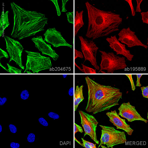 Anti-non-muscle Myosin IIA Alexa Fluor® 488 antibody [EPR8965