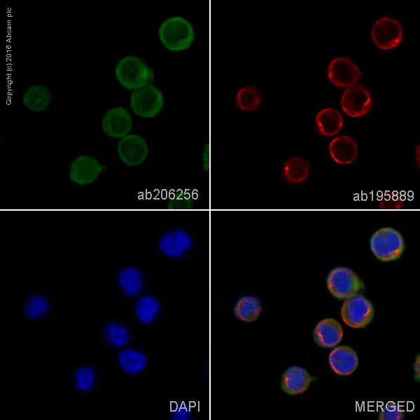 Immunocytochemistry/ Immunofluorescence - Alexa Fluor® 488 Anti-NOXA2/p67phox antibody [EPR5064] (AB206256)
