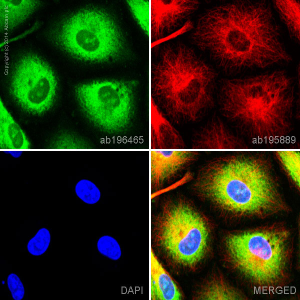 Immunocytochemistry/ Immunofluorescence - Alexa Fluor® 488 Anti-NQO1 antibody [EPR3309] (AB196465), expandable thumbnail