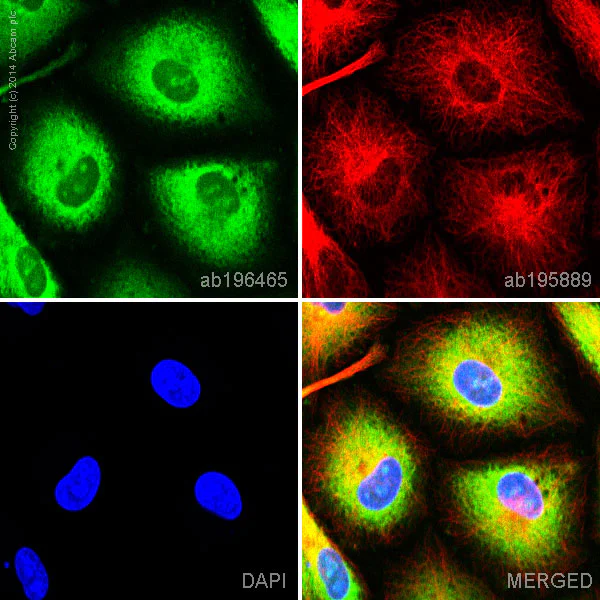 Immunocytochemistry/ Immunofluorescence - Alexa Fluor® 488 Anti-NQO1 antibody [EPR3309] (AB196465)