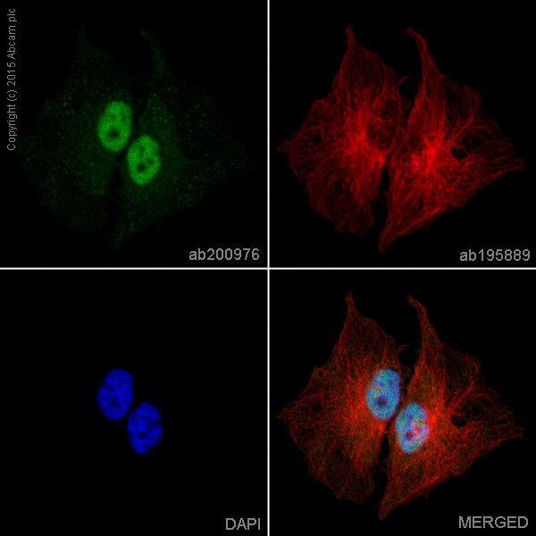 Immunocytochemistry/ Immunofluorescence - Alexa Fluor® 488 Anti-NRF1 antibody [EPR5554(N)] (AB200976), expandable thumbnail