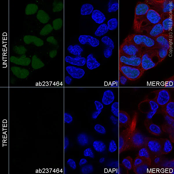 Immunocytochemistry/ Immunofluorescence - Alexa Fluor® 488 Anti-Nrf2 (phospho S40) antibody [EP1809Y] (AB237464)
