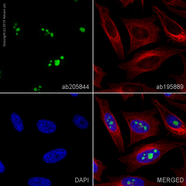 Immunocytochemistry/ Immunofluorescence - Alexa Fluor® 488 Anti-Nucleophosmin antibody [3A9F1] (AB205844)