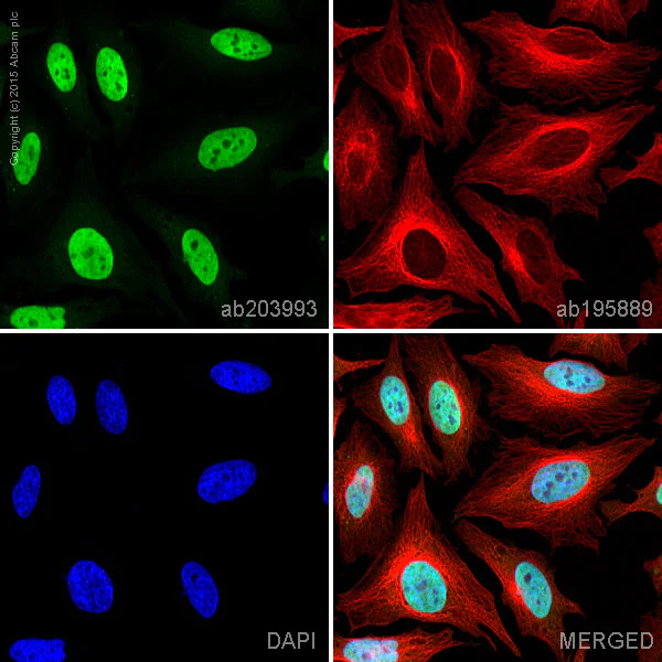 Immunocytochemistry/ Immunofluorescence - Alexa Fluor® 488 Anti-NuMA antibody [EP3976] (AB203993)