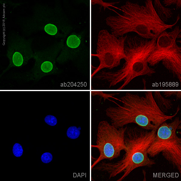 Immunocytochemistry/ Immunofluorescence - Alexa Fluor® 488 Anti-Nup153 antibody [QE5] (AB204250)