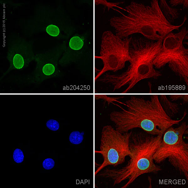 Immunocytochemistry/ Immunofluorescence - Alexa Fluor® 488 Anti-Nup153 antibody [QE5] (AB204250)