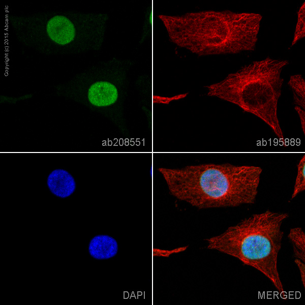 Immunocytochemistry/ Immunofluorescence - Alexa Fluor® 488 Anti-NUP50 antibody [EPR9526] (AB208551)