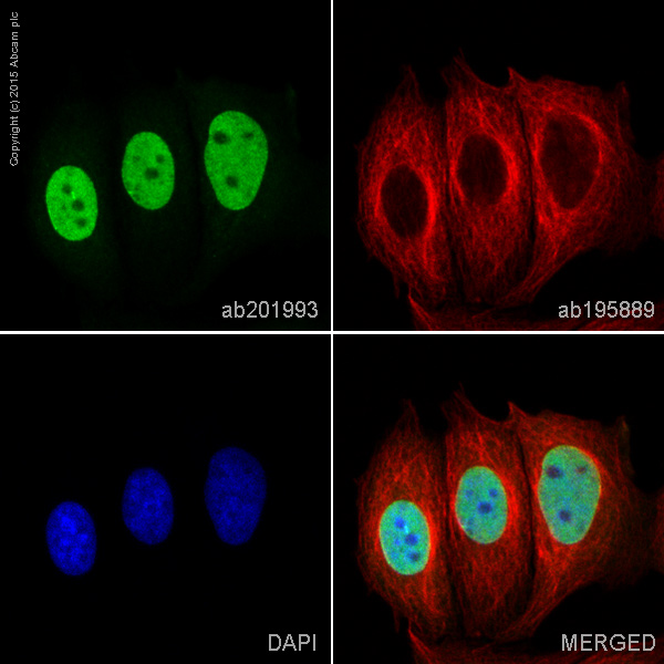 Immunocytochemistry/ Immunofluorescence - Alexa Fluor® 488 Anti-O-Linked N-Acetylglucosamine antibody [RL2] (AB201993), expandable thumbnail