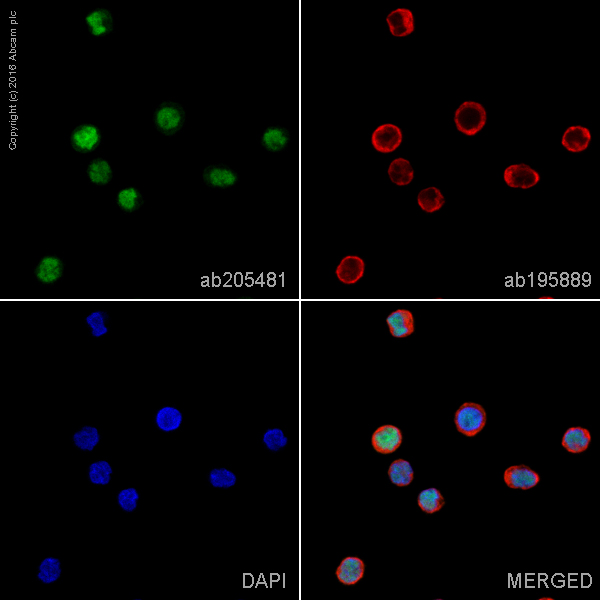 Immunocytochemistry/ Immunofluorescence - Alexa Fluor® 488 Anti-Oct-2 antibody [EPR12482] (AB205481)