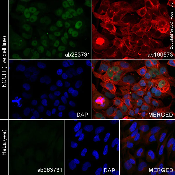 Immunocytochemistry/ Immunofluorescence - Alexa Fluor® 488 Anti-Oct4 antibody [EPR17929] (AB283741)