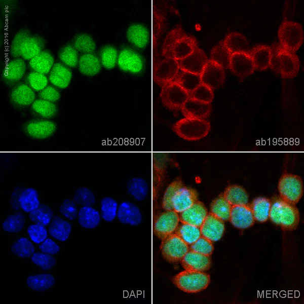 Immunocytochemistry/ Immunofluorescence - Alexa Fluor® 488 Anti-Oct4 antibody [EPR17980] (AB208907)