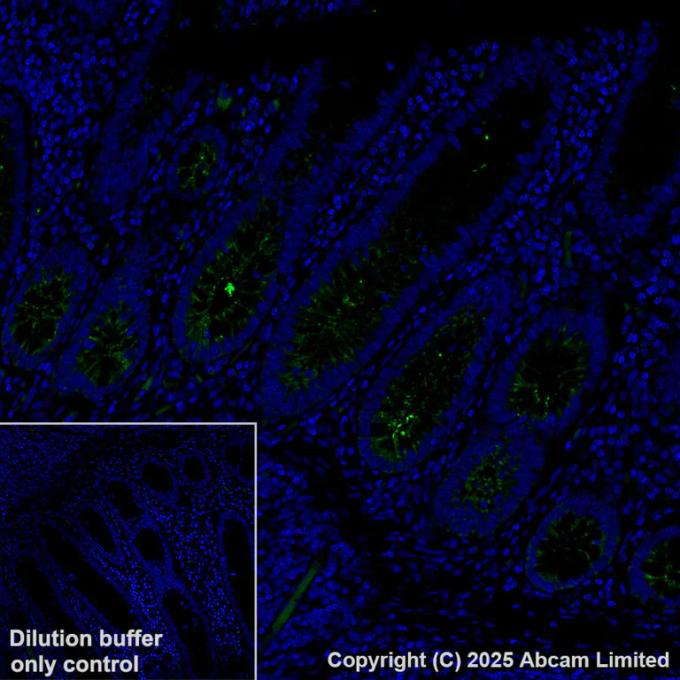 Immunohistochemistry (Formalin/PFA-fixed paraffin-embedded sections) - Alexa Fluor® 488 Anti-OLFM4 antibody [EPR29030-1] (AB324332)