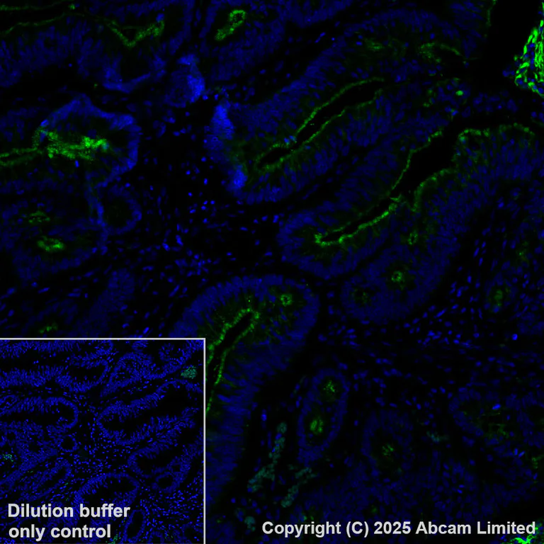 Immunohistochemistry (Formalin/PFA-fixed paraffin-embedded sections) - Alexa Fluor® 488 Anti-OLFM4 antibody [EPR29030-1] (AB324332)