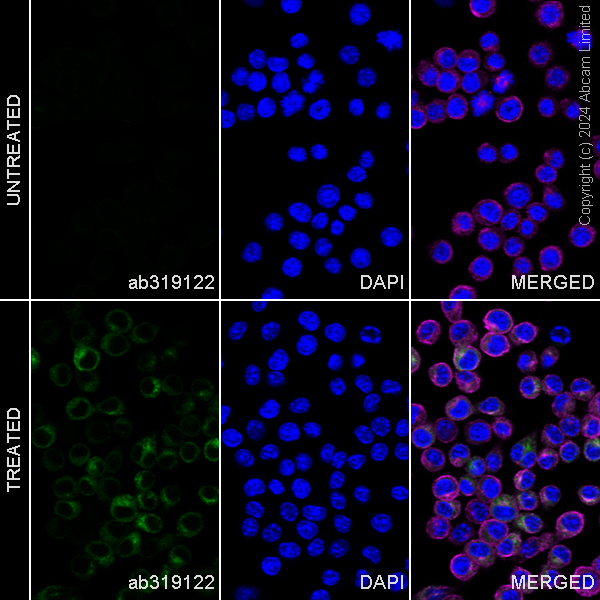 Immunocytochemistry/ Immunofluorescence - Alexa Fluor® 488 Anti-Osteopontin antibody [EPR21138] (AB319122), expandable thumbnail