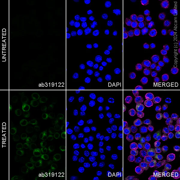 Immunocytochemistry/ Immunofluorescence - Alexa Fluor® 488 Anti-Osteopontin antibody [EPR21138] (AB319122)