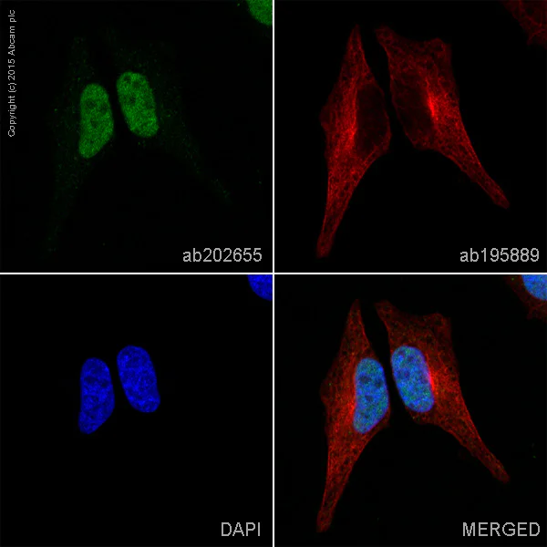 Immunocytochemistry/ Immunofluorescence - Alexa Fluor® 488 Anti-p150 CAF1/CAF antibody [EPR5576(2)] (AB202655)