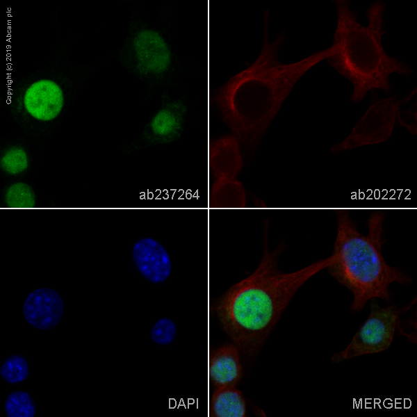 Immunocytochemistry/ Immunofluorescence - Alexa Fluor® 488 Anti-p21 antibody [EPR18021] (AB237264), expandable thumbnail