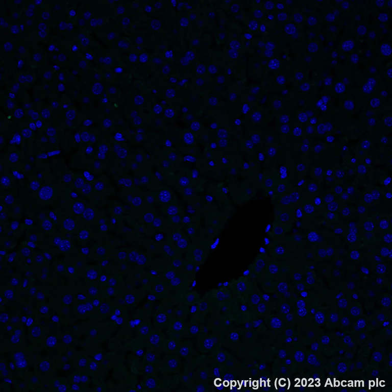 Immunohistochemistry (Formalin/PFA-fixed paraffin-embedded sections) - Alexa Fluor® 488 Anti-P2Y12 antibody [EPR26298-93] (AB309607)