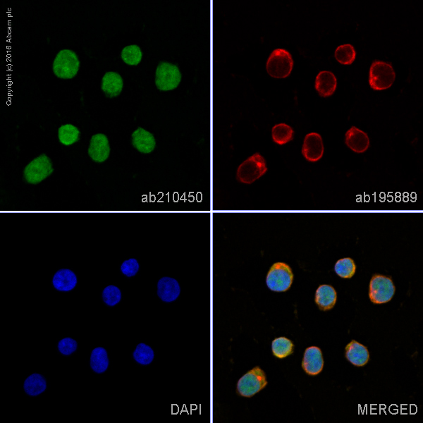 Immunocytochemistry/ Immunofluorescence - Alexa Fluor® 488 Anti-p38 alpha/MAPK14 antibody [E229] (AB210450)