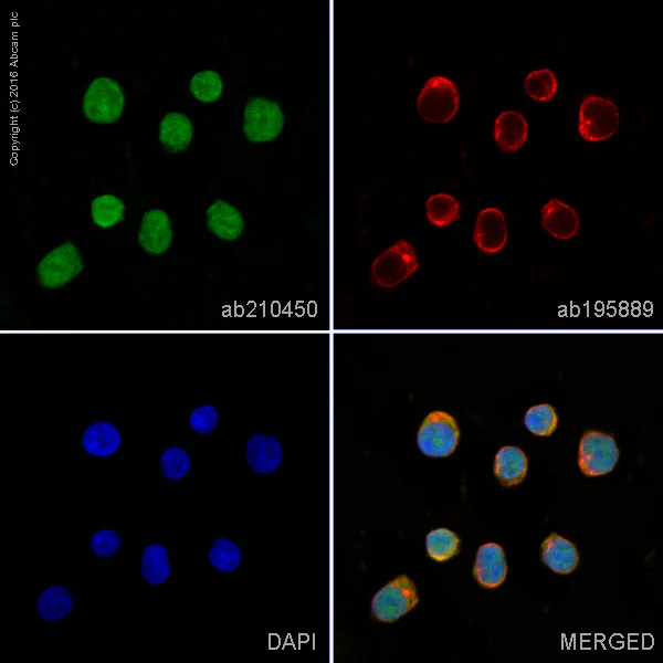 Immunocytochemistry/ Immunofluorescence - Alexa Fluor® 488 Anti-p38 alpha/MAPK14 antibody [E229] (AB210450)