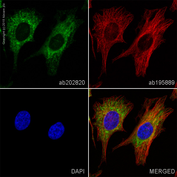 Immunocytochemistry/ Immunofluorescence - Alexa Fluor® 488 Anti-P4HB antibody [EPR9499] (AB202820)