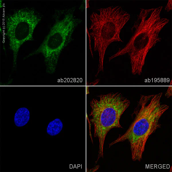 Immunocytochemistry/ Immunofluorescence - Alexa Fluor® 488 Anti-P4HB antibody [EPR9499] (AB202820)