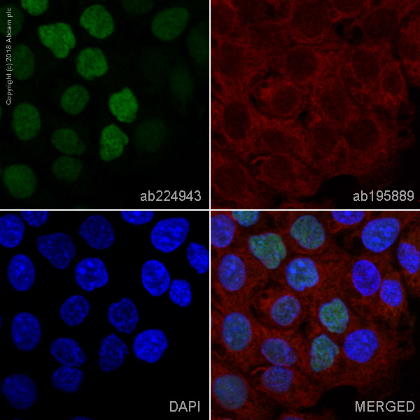 Immunocytochemistry/ Immunofluorescence - Alexa Fluor® 488 Anti-p53 antibody [E26] (AB224943), expandable thumbnail