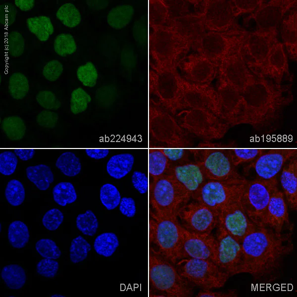 Immunocytochemistry/ Immunofluorescence - Alexa Fluor® 488 Anti-p53 antibody [E26] (AB224943)